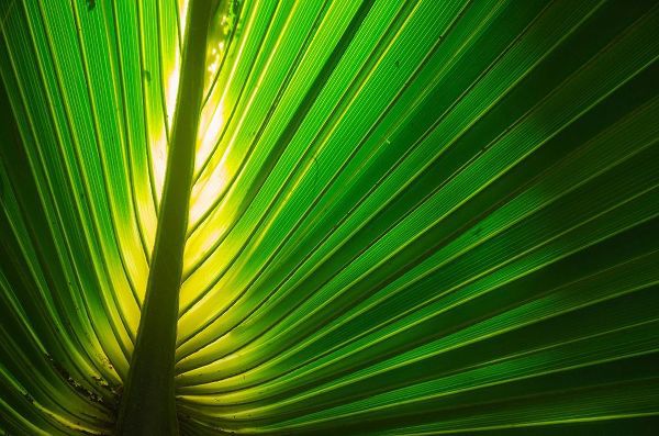 Florida-Backlit Palm Tree Leaf